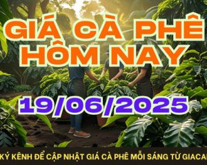 Giá cà phê hôm nay 19/06/2025