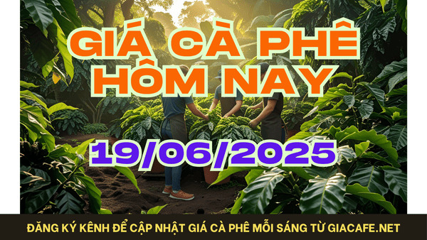 Giá cà phê hôm nay 19/06/2025