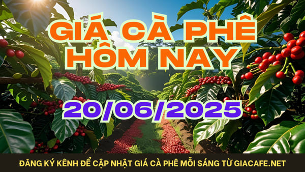 Giá cà phê hôm nay 20/06/2025