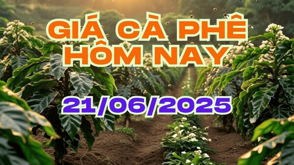 Giá cà phê hôm nay 21/06/2025