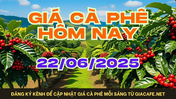 Giá cà phê hôm nay 22/06/2025: Robusta phục hồi nhẹ – Arabica vẫn giảm, thị trường chờ đợi sóng mới