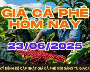 Giá cà phê hôm nay ngày 23/06/2025