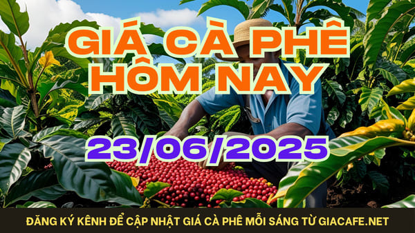 Giá cà phê hôm nay ngày 23/06/2025