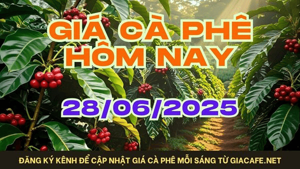 Giá Cà Phê Hôm Nay 28/06/2025: Tăng Nhẹ, Nông Dân Có Nên Bán