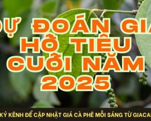 Dự Báo Giá Tiêu Tăng Đột Biến Cuối 2025