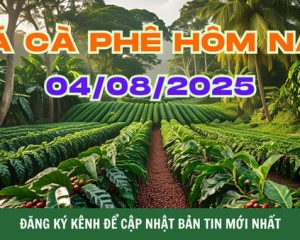 Giá Cà Phê Hôm Nay 04/08/2025 : Tây Nguyên Giữ Giá Gần 100.000đ/kg