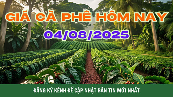 Giá Cà Phê Hôm Nay 04/08/2025 : Tây Nguyên Giữ Giá Gần 100.000đ/kg